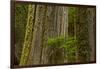 Western Hemlock Cedar Grove of the Patriarchs, Mt Rainier, Washington-Michel Hersen-Framed Photographic Print