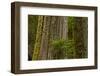 Western Hemlock Cedar Grove of the Patriarchs, Mt Rainier, Washington-Michel Hersen-Framed Photographic Print