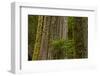 Western Hemlock Cedar Grove of the Patriarchs, Mt Rainier, Washington-Michel Hersen-Framed Photographic Print