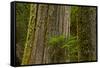 Western Hemlock Cedar Grove of the Patriarchs, Mt Rainier, Washington-Michel Hersen-Framed Stretched Canvas