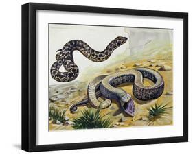 Western Hognose Snake (Heterodon Nasicus), Colubridae-null-Framed Giclee Print