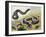 Western Hognose Snake (Heterodon Nasicus), Colubridae-null-Framed Giclee Print