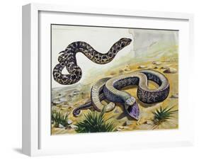 Western Hognose Snake (Heterodon Nasicus), Colubridae-null-Framed Giclee Print