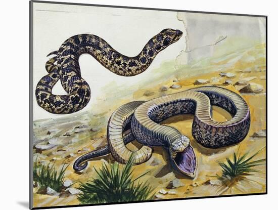 Western Hognose Snake (Heterodon Nasicus), Colubridae-null-Mounted Giclee Print