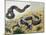 Western Hognose Snake (Heterodon Nasicus), Colubridae-null-Mounted Giclee Print