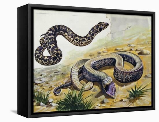 Western Hognose Snake (Heterodon Nasicus), Colubridae-null-Framed Stretched Canvas