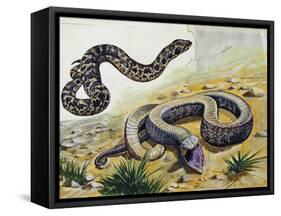 Western Hognose Snake (Heterodon Nasicus), Colubridae-null-Framed Stretched Canvas