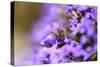 Western Honey Bee, Apis Mellifera, Blossoms, Dusting, Looking at Camera-David & Micha Sheldon-Stretched Canvas