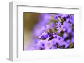 Western Honey Bee, Apis Mellifera, Blossoms, Dusting, Looking at Camera-David & Micha Sheldon-Framed Photographic Print