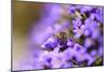 Western Honey Bee, Apis Mellifera, Blossoms, Dusting, Looking at Camera-David & Micha Sheldon-Mounted Photographic Print