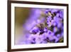 Western Honey Bee, Apis Mellifera, Blossoms, Dusting, Looking at Camera-David & Micha Sheldon-Framed Photographic Print