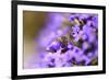 Western Honey Bee, Apis Mellifera, Blossoms, Dusting, Looking at Camera-David & Micha Sheldon-Framed Photographic Print