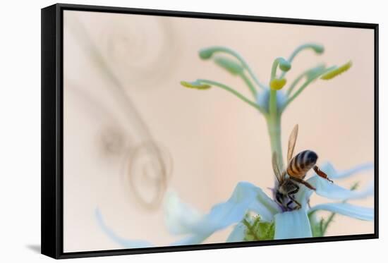 Western honeybee pollinating Desert passionflower, Mexico-Claudio Contreras-Framed Stretched Canvas