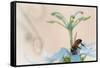 Western honeybee pollinating Desert passionflower, Mexico-Claudio Contreras-Framed Stretched Canvas