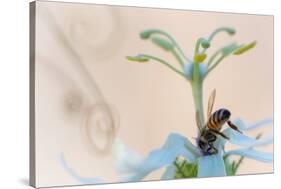 Western honeybee pollinating Desert passionflower, Mexico-Claudio Contreras-Stretched Canvas