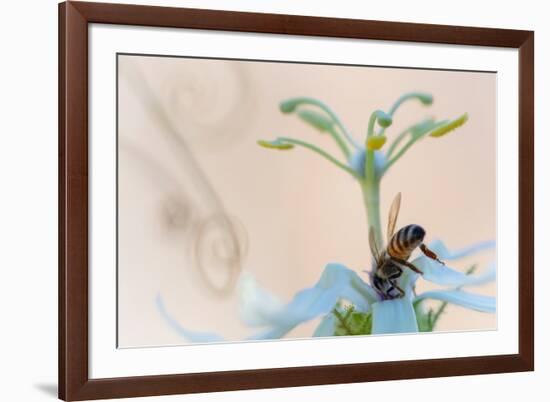 Western honeybee pollinating Desert passionflower, Mexico-Claudio Contreras-Framed Photographic Print