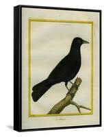 Western Jackdaw-Georges-Louis Buffon-Framed Stretched Canvas