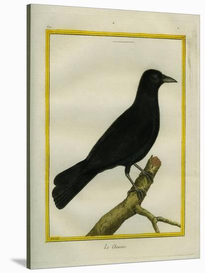 Western Jackdaw-Georges-Louis Buffon-Stretched Canvas