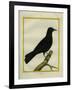 Western Jackdaw-Georges-Louis Buffon-Framed Giclee Print