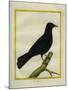 Western Jackdaw-Georges-Louis Buffon-Mounted Giclee Print