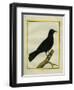 Western Jackdaw-Georges-Louis Buffon-Framed Giclee Print