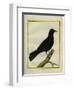 Western Jackdaw-Georges-Louis Buffon-Framed Giclee Print