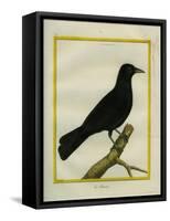 Western Jackdaw-Georges-Louis Buffon-Framed Stretched Canvas