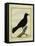 Western Jackdaw-Georges-Louis Buffon-Framed Stretched Canvas