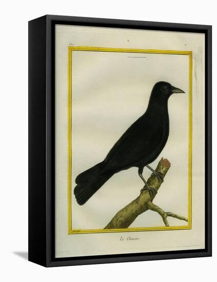 Western Jackdaw-Georges-Louis Buffon-Framed Stretched Canvas