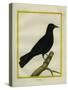 Western Jackdaw-Georges-Louis Buffon-Stretched Canvas