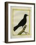 Western Jackdaw-Georges-Louis Buffon-Framed Giclee Print