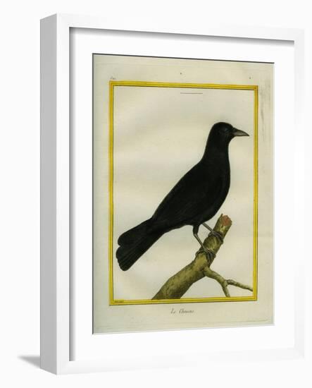 Western Jackdaw-Georges-Louis Buffon-Framed Giclee Print