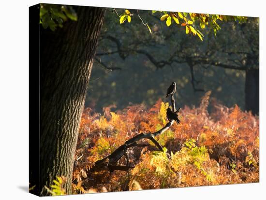 Western Jackdaws, Corvus Monedula, Resting in a Branch in Autumn-Alex Saberi-Stretched Canvas
