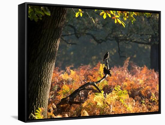 Western Jackdaws, Corvus Monedula, Resting in a Branch in Autumn-Alex Saberi-Framed Stretched Canvas