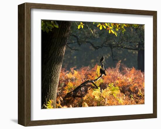 Western Jackdaws, Corvus Monedula, Resting in a Branch in Autumn-Alex Saberi-Framed Photographic Print