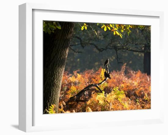 Western Jackdaws, Corvus Monedula, Resting in a Branch in Autumn-Alex Saberi-Framed Photographic Print