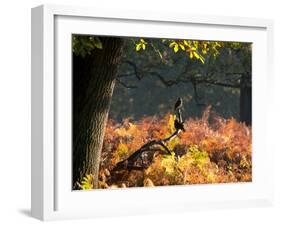 Western Jackdaws, Corvus Monedula, Resting in a Branch in Autumn-Alex Saberi-Framed Photographic Print