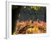 Western Jackdaws, Corvus Monedula, Resting in a Branch in Autumn-Alex Saberi-Framed Photographic Print