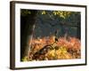 Western Jackdaws, Corvus Monedula, Resting in a Branch in Autumn-Alex Saberi-Framed Photographic Print