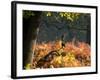 Western Jackdaws, Corvus Monedula, Resting in a Branch in Autumn-Alex Saberi-Framed Photographic Print