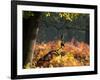 Western Jackdaws, Corvus Monedula, Resting in a Branch in Autumn-Alex Saberi-Framed Photographic Print