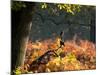 Western Jackdaws, Corvus Monedula, Resting in a Branch in Autumn-Alex Saberi-Mounted Photographic Print