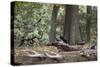 Western Jackdaws, Corvus Monedula, Standing on a Log and Feeding-Alex Saberi-Stretched Canvas