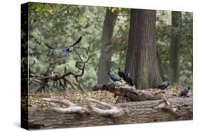 Western Jackdaws, Corvus Monedula, Standing on a Log and Feeding-Alex Saberi-Stretched Canvas