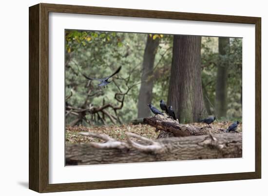 Western Jackdaws, Corvus Monedula, Standing on a Log and Feeding-Alex Saberi-Framed Photographic Print