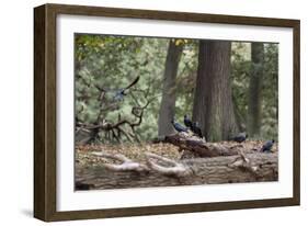 Western Jackdaws, Corvus Monedula, Standing on a Log and Feeding-Alex Saberi-Framed Photographic Print