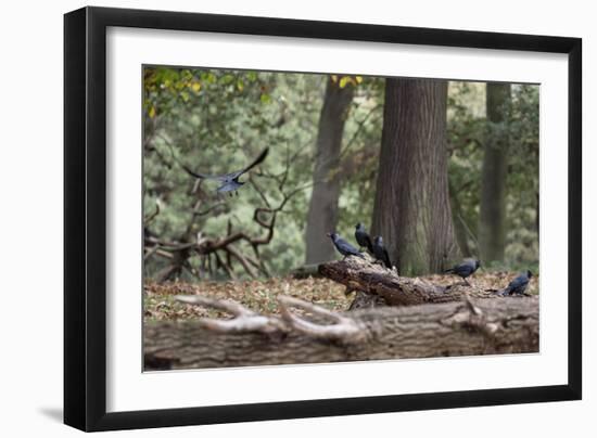 Western Jackdaws, Corvus Monedula, Standing on a Log and Feeding-Alex Saberi-Framed Photographic Print