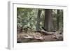 Western Jackdaws, Corvus Monedula, Standing on a Log and Feeding-Alex Saberi-Framed Photographic Print