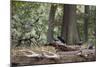 Western Jackdaws, Corvus Monedula, Standing on a Log and Feeding-Alex Saberi-Mounted Photographic Print