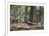 Western Jackdaws, Corvus Monedula, Standing on a Log and Feeding-Alex Saberi-Framed Photographic Print